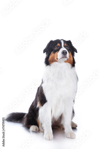 Obraz Dog breed Australian Shepherd, Aussie