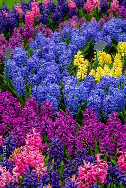 Fototapeta view of hyacinth fields, holland, netherlands