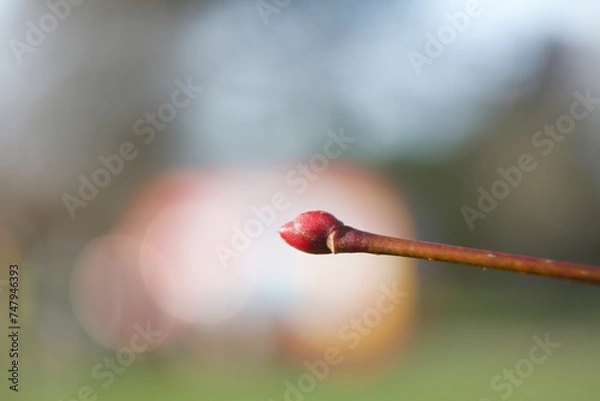 Fototapeta Macro of a bud of a plant with blurred background