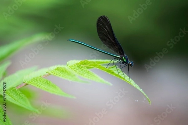 Obraz Dragon fly sits on a leaf