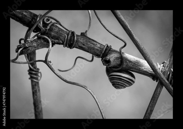 Obraz a snail sits on a branch