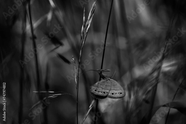 Obraz moth on a twig