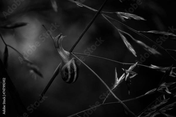 Obraz snail on branch