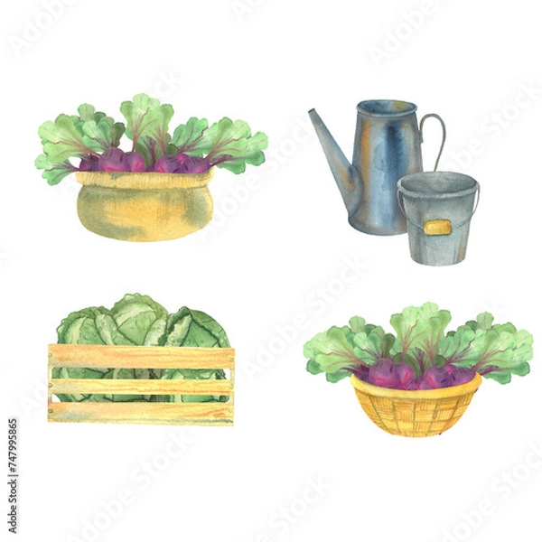 Fototapeta a set of watercolor illustrations on a country theme, garden pictures, postcards for farmers, harvest, vegetables
