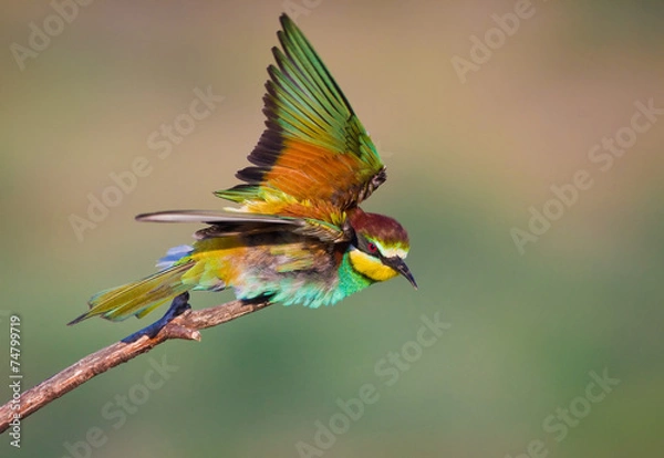 Obraz Bee-eaters in flight