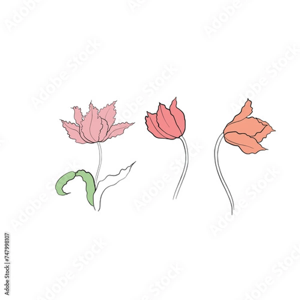 Fototapeta illustration of a tulip drawn in vector, spring bulbous flower.
