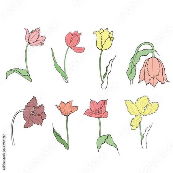 Fototapeta illustration of a tulip drawn in vector, spring bulbous flower.
