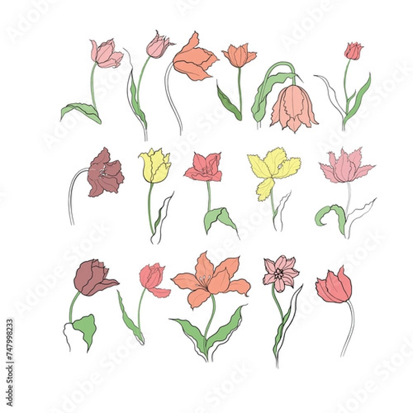 Fototapeta illustration of a tulip drawn in vector, spring bulbous flower.
