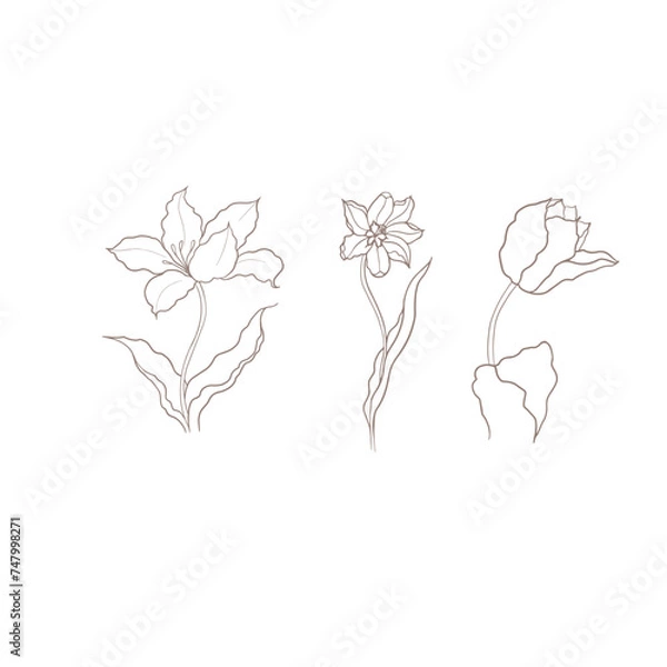 Fototapeta illustration of a tulip drawn in vector, spring bulbous flower.
