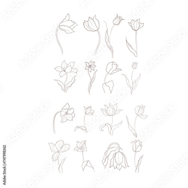 Fototapeta illustration of a tulip drawn in vector, spring bulbous flower.
