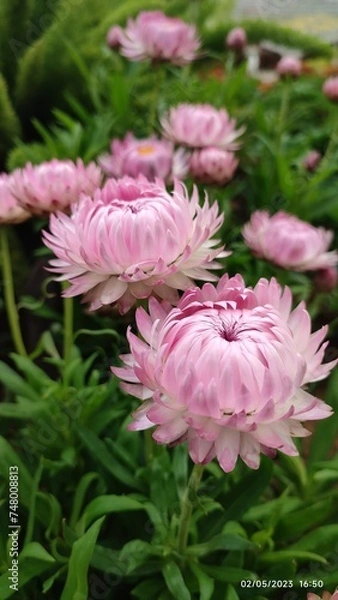 Fototapeta blooming flower 