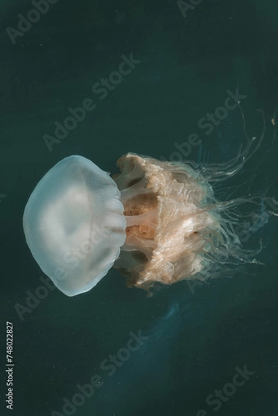 Fototapeta jellyfish in the sea