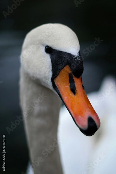 Fototapeta mute swan cygnus olor