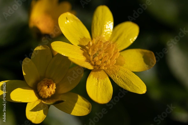 Fototapeta Macro yellow flower background,Macro shot yellow flower background,Yellow,Backgrounds,Vegetable Garden,Flower,Close-up,