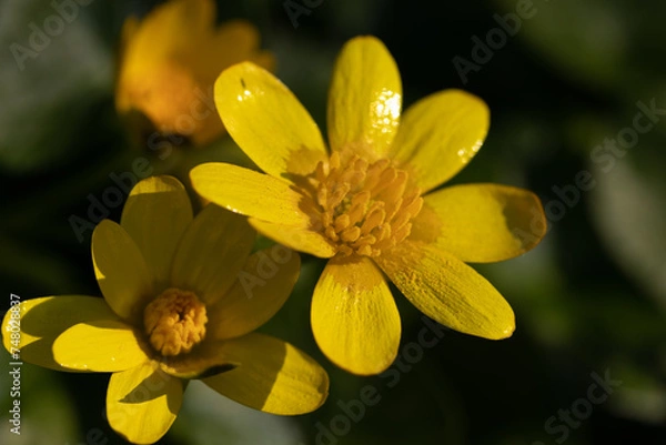 Fototapeta Macro yellow flower background,Macro shot yellow flower background,Yellow,Backgrounds,Vegetable Garden,Flower,Close-up,