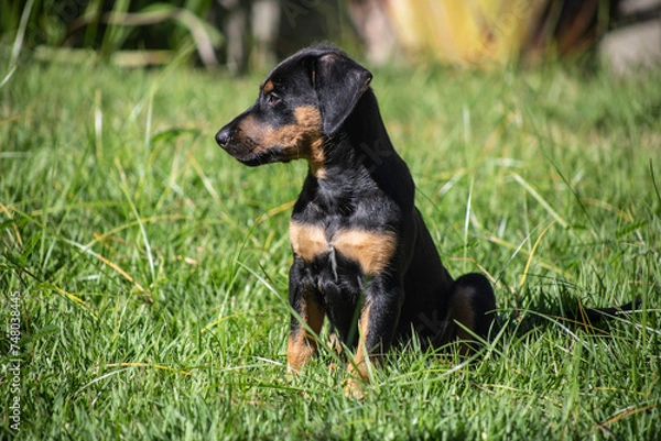 Fototapeta Doberman filhote no Jardim 