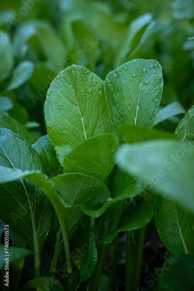 Obraz rain drops on a leaf
