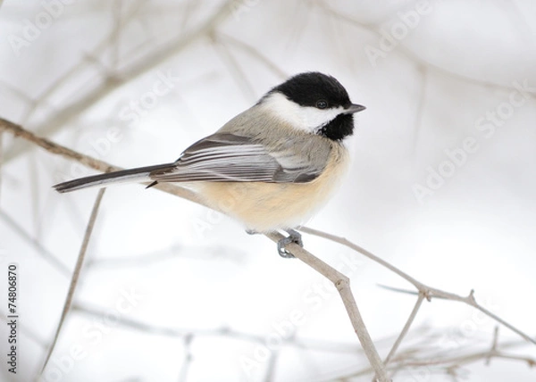 Obraz Black-capped Chickadee