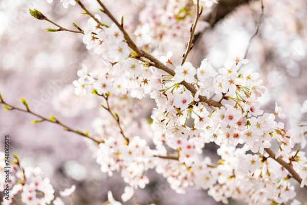 Fototapeta 春の日差しを浴びる桜