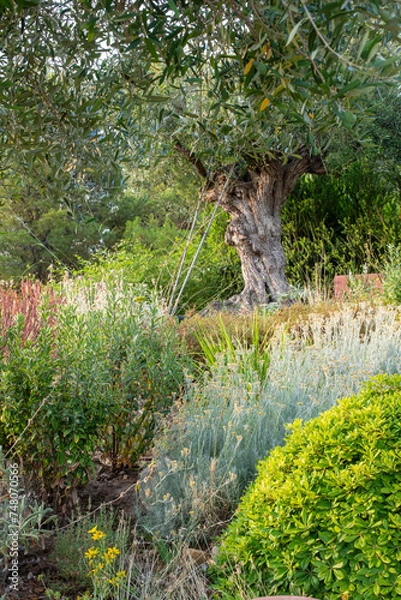 Obraz mediterraner Garten mit Olivenbaum 