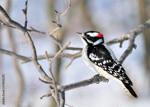 Obraz Downy Woodpecker