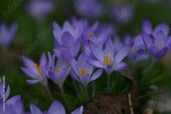 Obraz purple crocus flowers