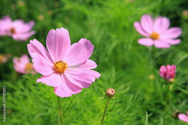 Obraz Pink cosmos flowers