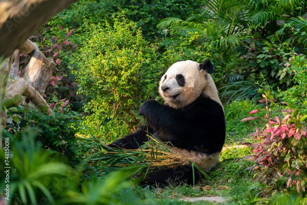 Obraz The giant panda eating bamboo in the Macau Giant Panda Pavilion, China.