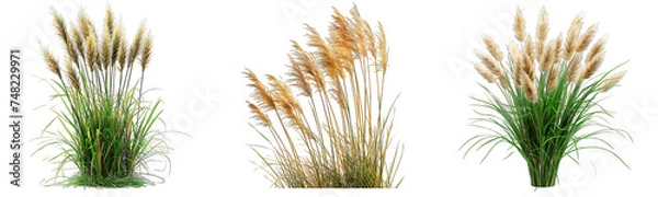 Fototapeta Set of grass with spikes isolated on transparent background generative 