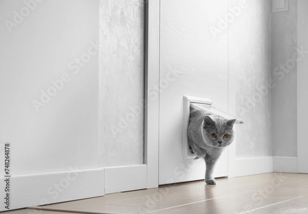Obraz Cat passing through the cat door at home