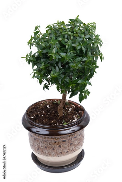 Fototapeta Myrtle tree