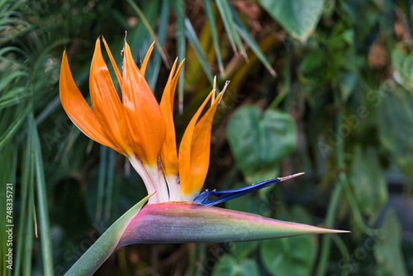 Obraz Papageienblume