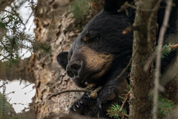 Fototapeta Single black bear (Ursus americanus) seen sleeping in a spruce tree during summertime in downtown Jasper, Alberta in National Park, beautiful Canadian Rockies. 