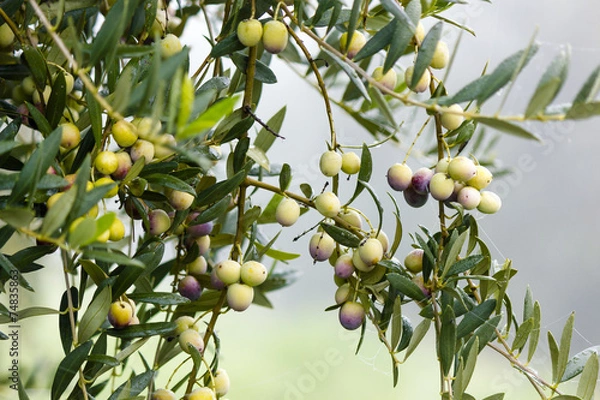 Fototapeta Aceitunas en el olivar