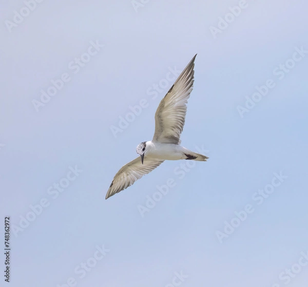 Fototapeta Whiskered Tern in flight seen in natural native habitat, Bentota Beach, Sri Lanka