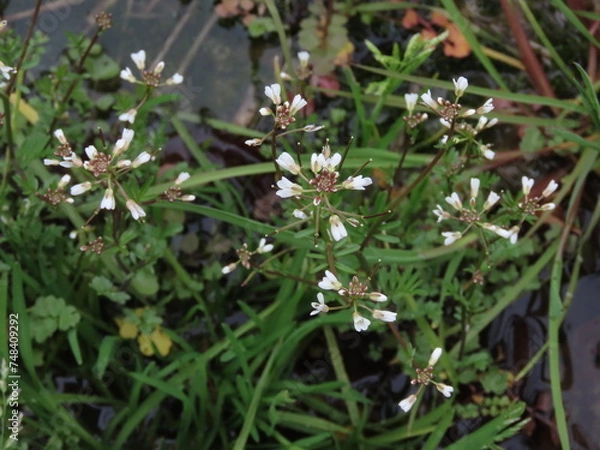 Obraz 田んぼに咲く白いタネツケバナの花