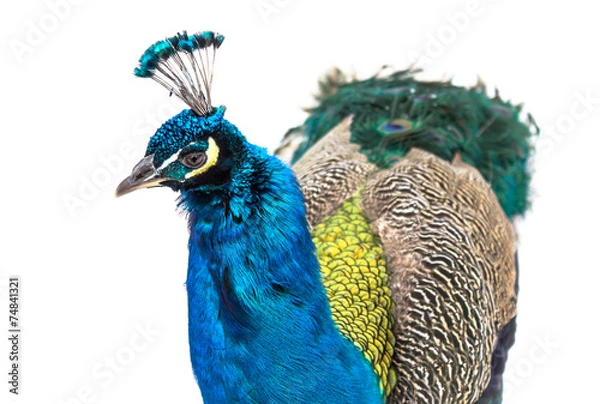 Obraz Peacock isolated on white