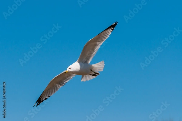 Fototapeta Ring-billed Seagull