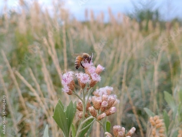 Fototapeta bee on a flower
