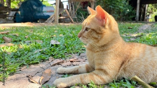 Obraz cat in the garden