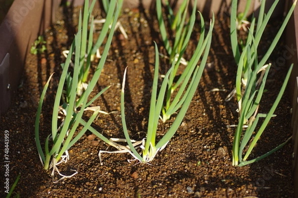 Fototapeta 庭の家庭菜園で栽培中のネギ