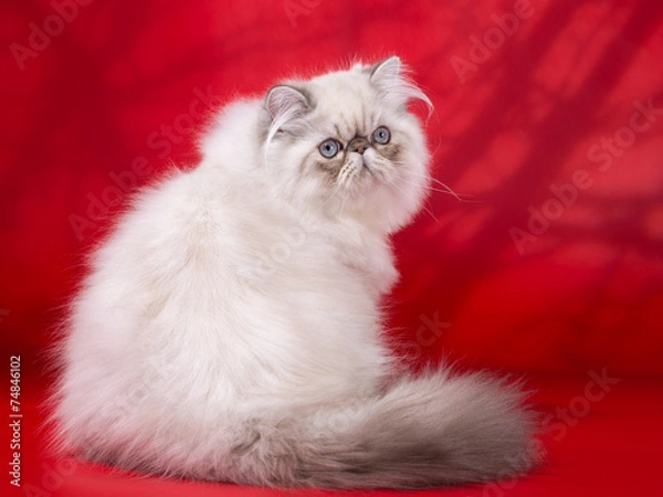 Obraz Persian cat