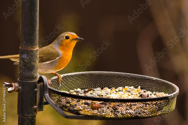 Obraz Little Garden Robin