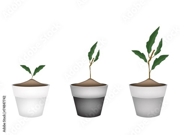 Fototapeta Beautiful Ornamental Trees in Ceramic Flower Pots