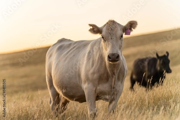 Obraz beautiful cattle in Australia  eating grass, grazing on pasture. Herd of cows free range beef being regenerative raised on an agricultural farm. Sustainable farming of food crops. Cow in field