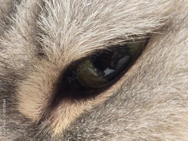 Fototapeta close up of a cat