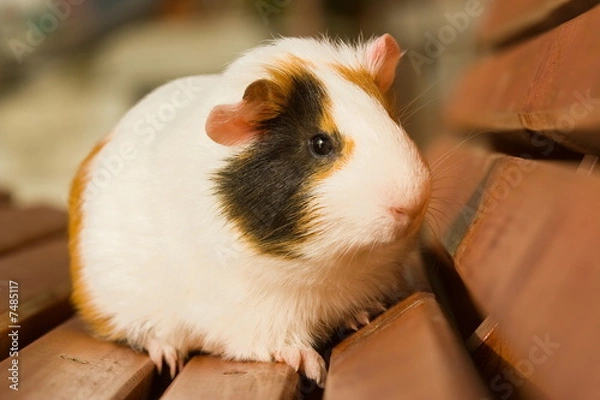 Fototapeta Guinea pig