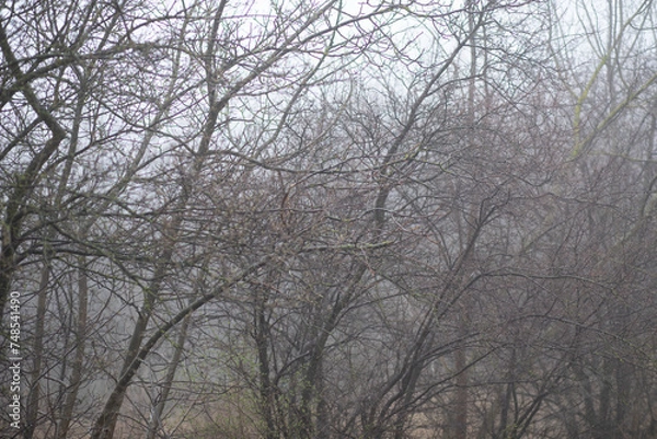 Fototapeta Tree branches in the fog, pre-winter. Graphic images.