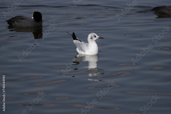 Fototapeta bird, seagull, gull, flying, sea, 