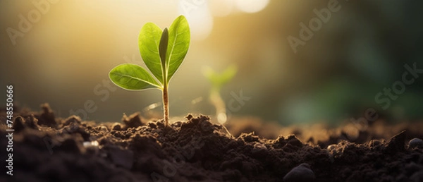 Fototapeta Young plants are growing from the earth under the sunlight. Earth day, New beginnings, World environment day, Ecology, Green business, Net Zero, Finance and saving money for sustainability investment.